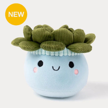 Succulent plants